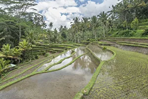 Terrazas de arroz inundadas en la selva del sur de Bali en Indocesia