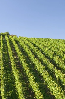 Moselle Wine Region Imprime: Rows of grape vines