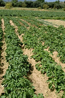 Cretan Landscape Photography Imprime: Rows of potatoes