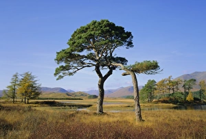 United Kingdom Rural Scene Imprime: Scots Pine Trees