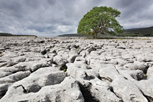 Rock Formation Erosion Process Imprime: Single tree on limestone pavement