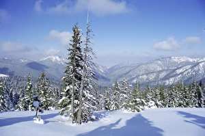 Central European Nature Views Imprime: The snow covered pines form a regular pattern along