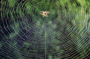 Spider Web Photography Imprime: Spider in the centre of its web