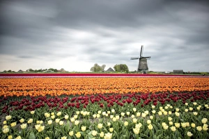 Windmill Photography Europe Imprime: Spring clouds over fields of multicolored tulips and windmill, Berkmeer, Koggenland