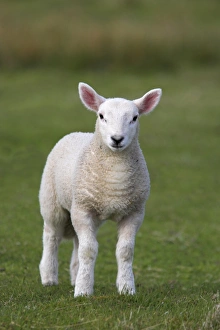 European Countryside Animals Imprime: Spring lamb