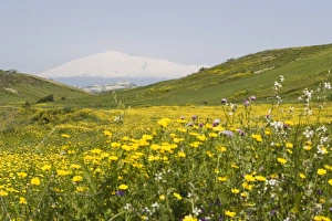 Sicily Nature Photography Imprime: Spring meadow