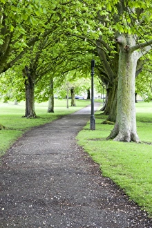 North Yorkshire Parks Imprime: Spring trees on The Stray in spring