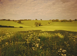 Rural England Scenery Imprime: Spring wheat fields near Codicote, Hertfordshire, England, UK, Europe
