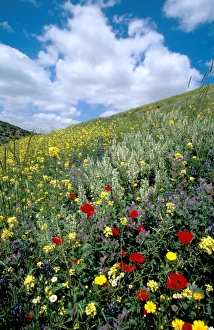 Israeli Landscape Photography Imprime: Springtime at Tel Shocha