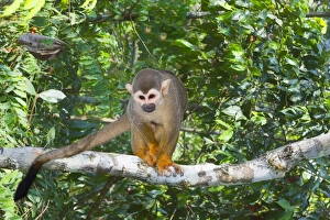 Brazilian Nature Scenes Imprime: Squirrel monkey (Saimiri sciureus), Amazon state, Brazil, South America
