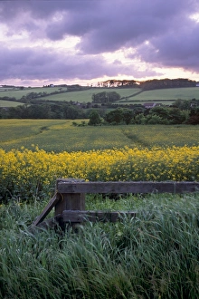 United Kingdom Outdoor Scenes Imprime: Stonehaven