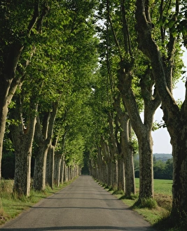 Rural France Scenery Imprime: Straight, empty, tree lined road, Normandy, France, Europe