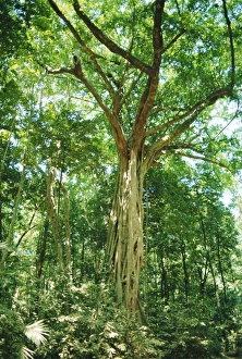 Australian Native Trees Imprime: Strangular Fig Tree in rainforest, Cape Tribulation National Park, Queensland, Australia