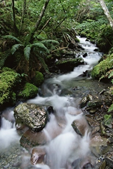 New Zealand Rainforest Imprime: Stream through rainforest