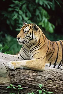 Singapur Imprime: Tigre de Sumatra
