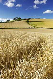 Peaceful English Countryside Imprime: Summer Fields, Thorverton, Devon, England, United Kingdom, Europe