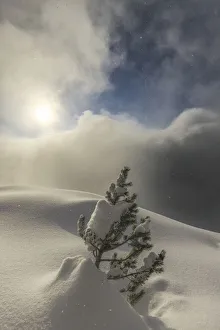 Valtellina Landscape Imprime: The sun illuminates small pine tree during a snowfall, Valmalenco, Valtellina, Lombardy