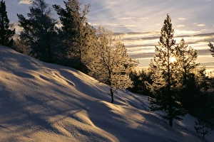 Contemporary European Landscapes Imprime: Sun through trees