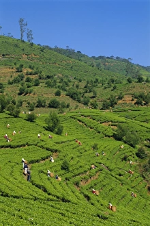 Tea Plantation Scenery Imprime: Tea pickers at work