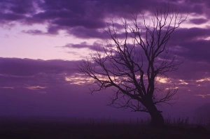 South Island Nature Scene Imprime: Tree, Alexandra