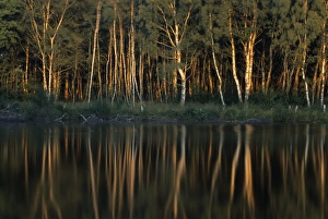 European Nature Views Imprime: Tree reflection