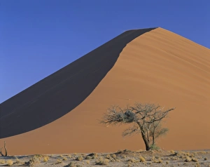 Desert Tree Silhouette Imprime: Tree and sand dune