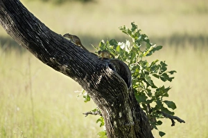Horizontal Animal Photography Imprime: Tree squirrel (Paraxerus cepapi), South Luangwa National Park, Zambia, Africa