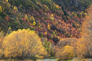 South Island Scenic View Imprime: Trees, Arrowtown