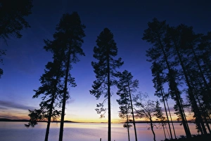Impresiones de Árboles y lago al atardecer en Laponia, Lapplandia Suecia Escandinavia Europa Suecia Imprime: Árboles y lago al atardecer