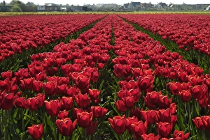 Tulip Fields Holland Imprime: Tulip bulb fields