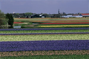 Tulip Fields Holland Imprime: Tulip fields