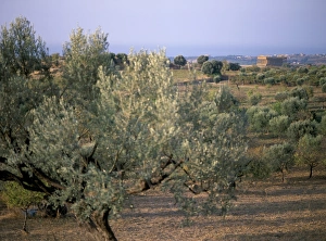 Agrigento Sicily Imprime: The Valley of the Temples