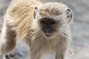 Imágenes Relacionadas Imprime: Mona veru (Cercopithecus aethiops) en Parque Nacional de Chobe, Botsuana, África