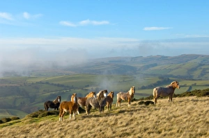 Uk Rural Scenery Imprime: Welsh ponies, Eppynt, Cambrian Mountains, Powys, Wales, United Kingdom, Europe