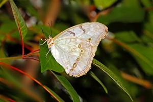 White Butterfly Species Imprime: White Morpho (Morpho polyphemus)