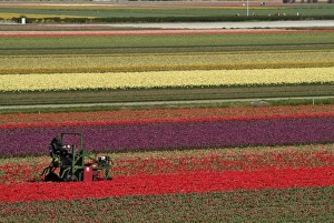 European Flower Fields Imprime: Working in the tulip rows in the bulb fields