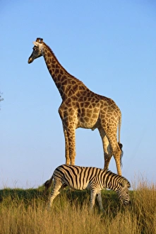 Africa Travel Destination Imprime: Zebra and giraffe