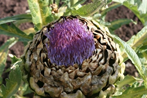 Artichoke Close Up Imprime: Artichoke