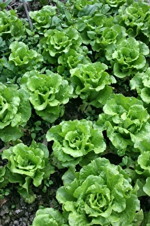 Fresh Produce Display Imprime: Bed of lettuce