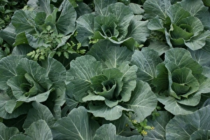 Brassica Oleracea Varieties Imprime: Cabbage