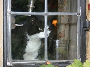 Domestic Cat Picture Imprime: Cat in the window