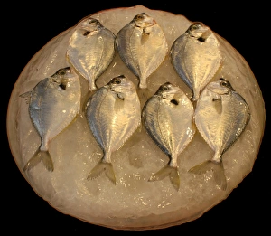 Freshwater Fish Pictures Imprime: Fish on ice