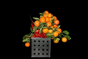 Colorful Citrus Fruits Imprime: Oranges