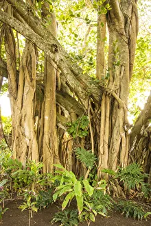 Mauritius Island Imprime: Banyan tree, Trou D eau Douce, Flacq, East Coast, Mauritius