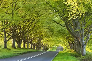 British Travel Destinations Imprime: Beech tree lined road in springtime, Nr Wimborne, Dorset, England. Spring