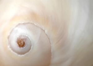 Beach Shells Imprime: A close up of a shell