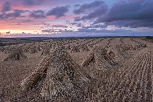 Summer Landscapes In Europe Imprime: Corn stooks for thatching, Devon, England. Summer (July)