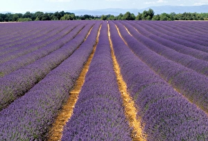 Lavender Fields In Provence Imprime: Lavender fields