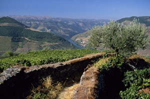 Douro Valley Vineyards Imprime: A narrow path