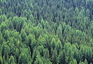 Alpine Forest Scenery Imprime: Pine Forest